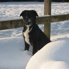 Blanding af racer Coffie