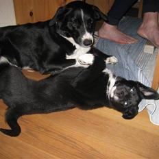 Blanding af racer Coffie