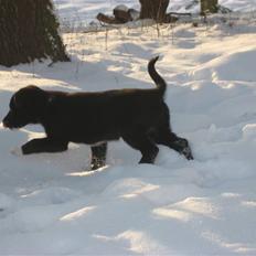 Blanding af racer Coffie