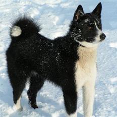 Karelsk bjørnehund tarzan