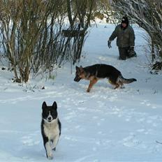 Karelsk bjørnehund tarzan