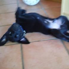 Labrador retriever Quieto