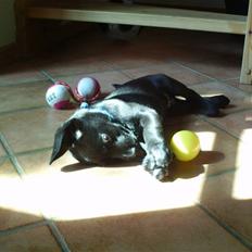Labrador retriever Quieto