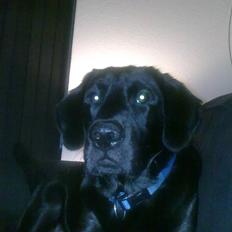 Labrador retriever Kay