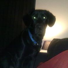 Labrador retriever Kay