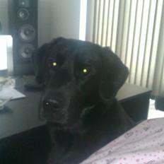 Labrador retriever Kay