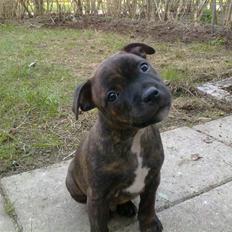 Staffordshire bull terrier Morgan Le Fay Balto/KENZO