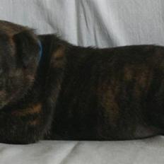 Staffordshire bull terrier Morgan Le Fay Balto/KENZO