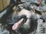 Schæferhund Kiki <3 <3 R.I.P. - Veerne begyndte om aftenen