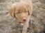 Nova scotia duck tolling retriever Rufus - dejligt at alt sneen er væk nu.