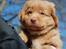 Nova scotia duck tolling retriever Rufus - det store overblik