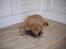Nova scotia duck tolling retriever Rufus - Mors futsko er en god hovedpude