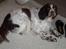 Engelsk springer spaniel Luna  - Luna <3