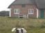 Engelsk springer spaniel Luna  - Der er noget der dufter godt!