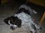 Engelsk springer spaniel Luna  - Træt ? (: