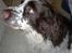 Engelsk springer spaniel Luna 