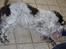 Engelsk springer spaniel Luna  - Hygge !