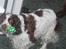 Engelsk springer spaniel Luna  - Skal vi lege ? (: