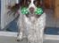 Engelsk springer spaniel Luna 