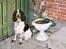 Engelsk springer spaniel Luna 