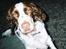 Engelsk springer spaniel Luna  - Tror hun er ved at hoppe op her :b