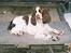 Engelsk springer spaniel Luna  - Lidt overlegen ? :b