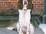 Engelsk springer spaniel Luna  - Spiller lidt smart ? (: