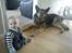Blanding af racer Bodo *R.I.P*  - En af Bodo´s sidste dage på denne jord :´( Elsker dig Bodo <3