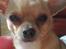 Chihuahua Hugo - Mor tager altid billeder af mig ..iih..