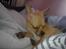 Chihuahua Hugo - Slikker min pels :)