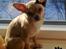 Chihuahua Hugo - Her har mor tegnet en sløjfe på mig.. hva er meningen? 