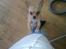 Chihuahua Hugo - MOAR MOAR! Pleeeease bær mig! Jeg er så bange for den støvsuger der ligger på gulvet.