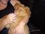 Nova scotia duck tolling retriever Mikkel - hmm far jeg putter altså nu, så ikke det dumme lys. tak