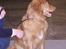 Nova scotia duck tolling retriever Mikkel - Venter spændt på Dommeren 