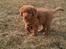 Nova scotia duck tolling retriever Rufus - aahhh hvor er her skønt