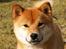 Shiba Panda