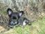 Chihuahua Luca - 9 uger. Tager lige en slapper,  de helt tossede med mig de nye dér. ;)