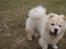 Chow chow Zuma