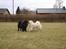 Chow chow Zuma