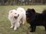 Chow chow Zuma
