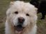 Chow chow Zuma