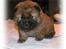 Chow chow TrisseVonMontasio  - Trisse 4 uger