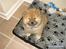 Chow chow TrisseVonMontasio 
