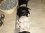 Labrador retriever Jack. R.I.P - Hvalpe jack er far til.