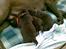 Labrador retriever Jack. R.I.P - Hvalpe jack er far til.