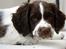 Engelsk springer spaniel Sako - Lige vågnet... ZzzZzz