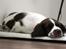 Engelsk springer spaniel Sako - Mega træt