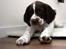 Engelsk springer spaniel Sako - Godmorgen