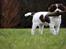 Engelsk springer spaniel Sako - Jeg har den, jeg har den
