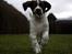 Engelsk springer spaniel Sako - Her kommer jeg